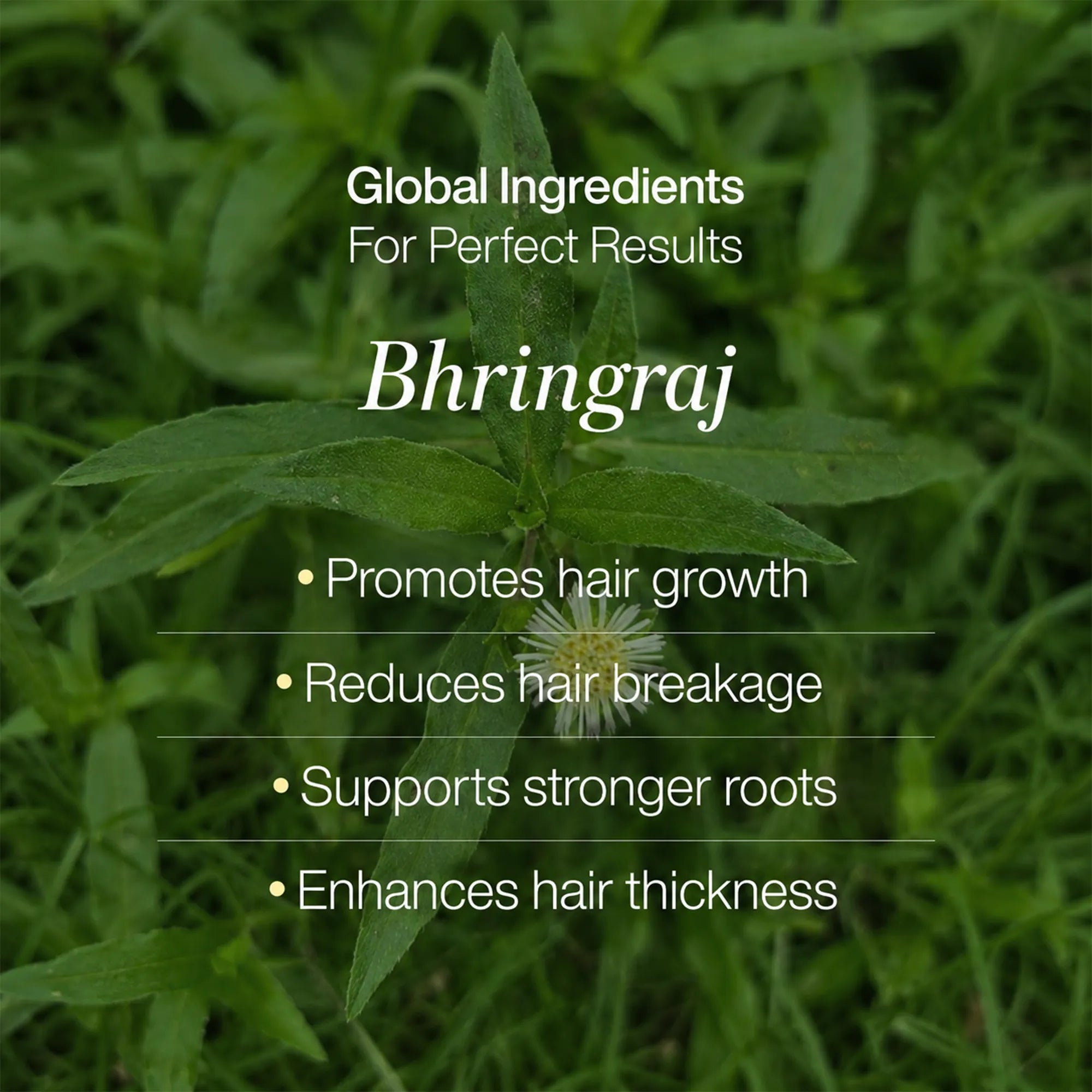 LAVAL Ayurveda Anti Dandruff Hair Mask